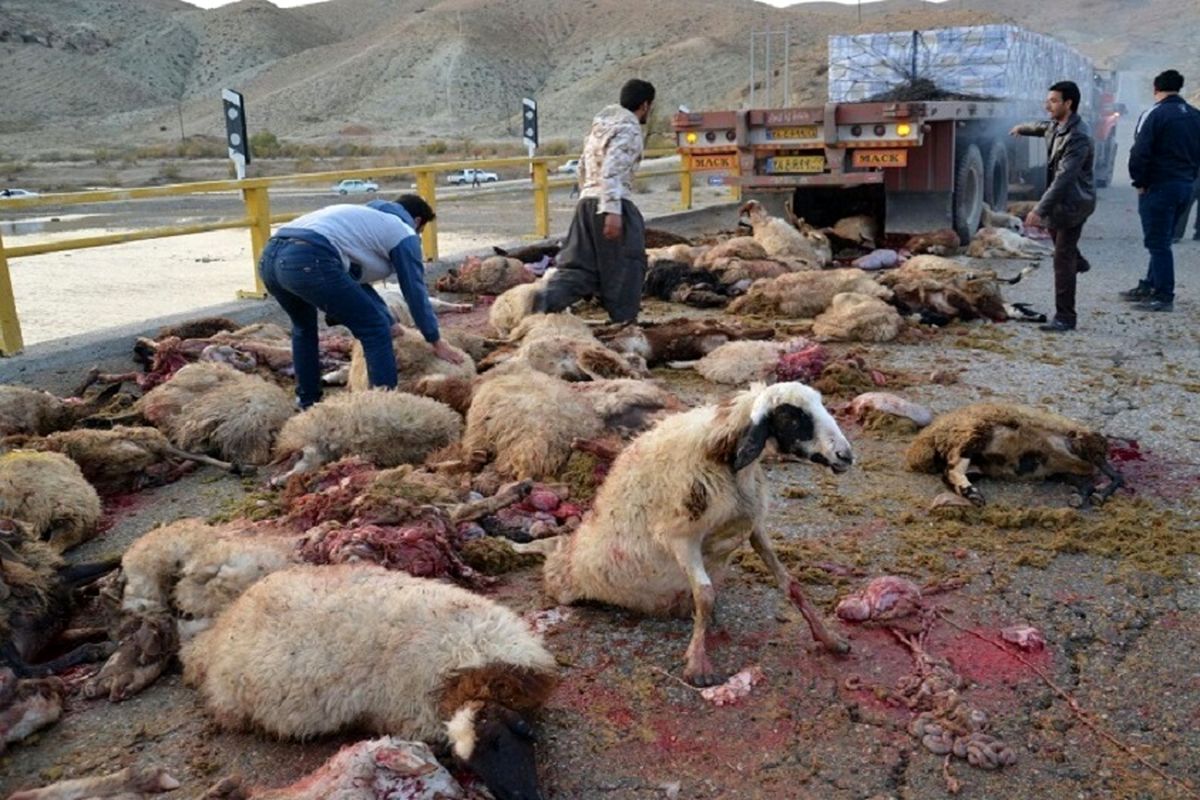 تلف شدن ۳۰ راس گوسفند در تصادف جاده ای خراسان شمالی