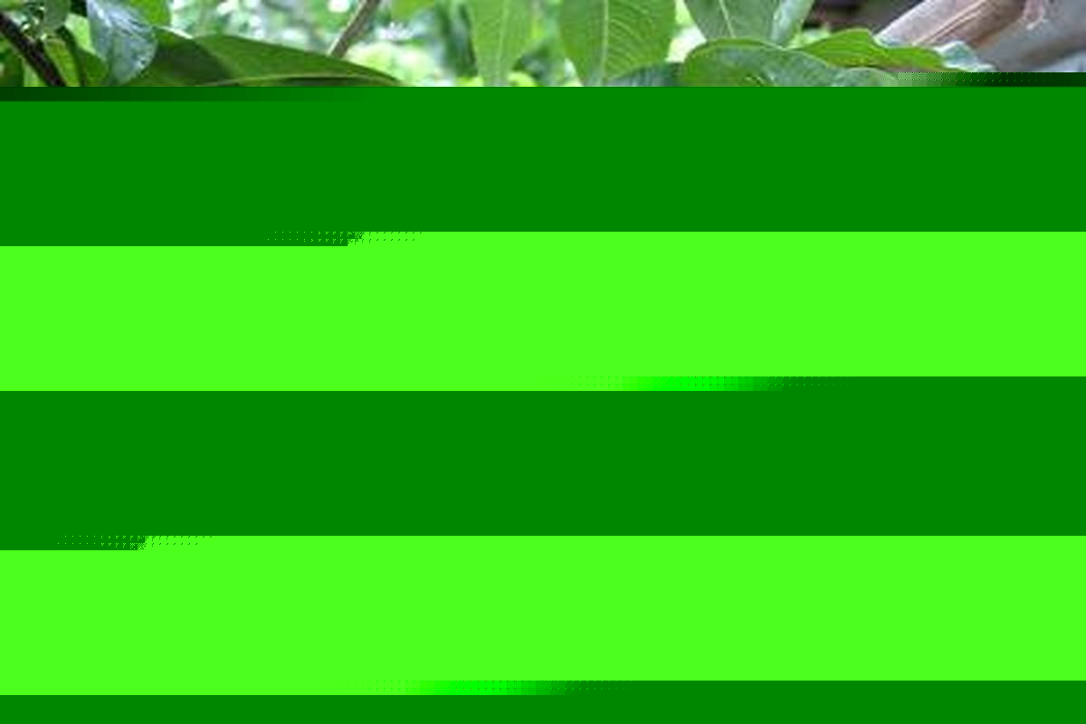 آغاز برداشت محصولات باغی شهرستان چرداول