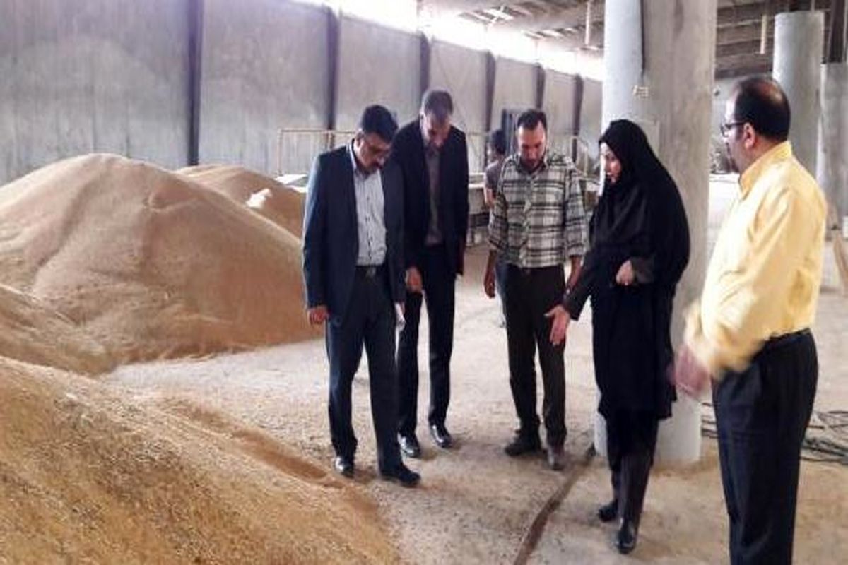 گندم تولید کشاورزان قزوینی کیفیت خوبی دارد