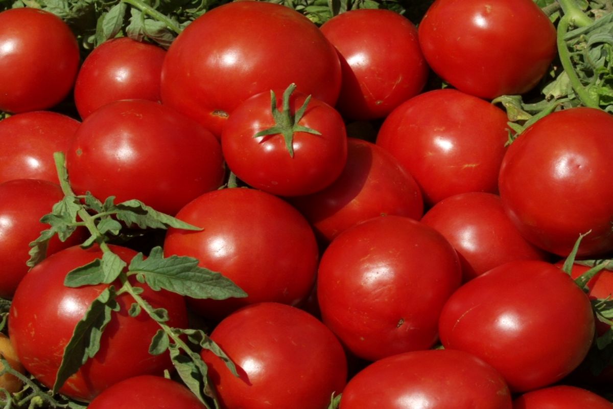برداشت گوجه فرنگی از مزارع شهرستان قزوین