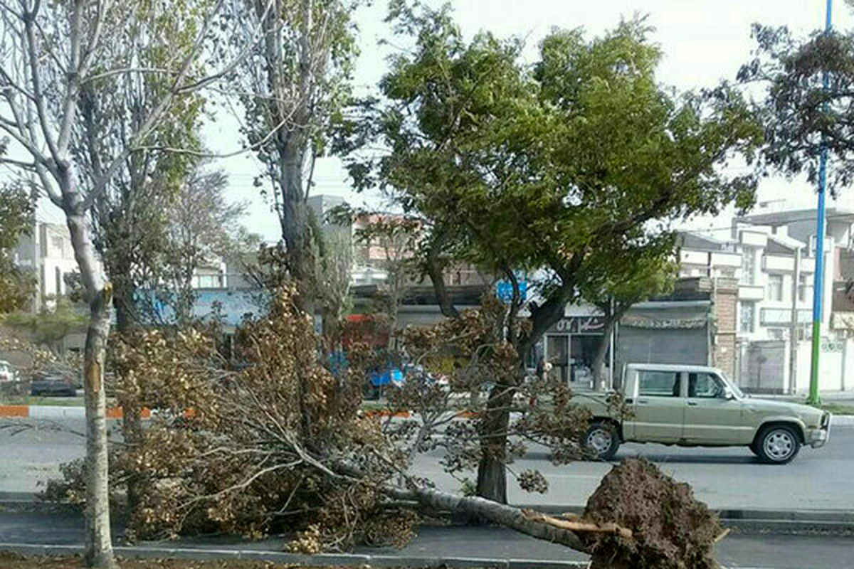مصدومیت ۳ نفر بر اثر سقوط درخت بر روی خودرو در فومن