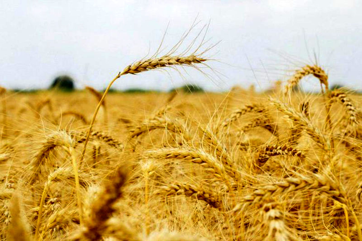 ۲۵۰ هزار تن گندم در استان مرکزی خریداری شد