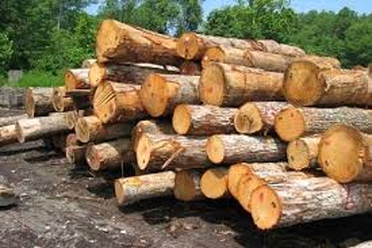کشف ۱۵ تن چوب جنگلی قاچاق در آستانه اشرفیه