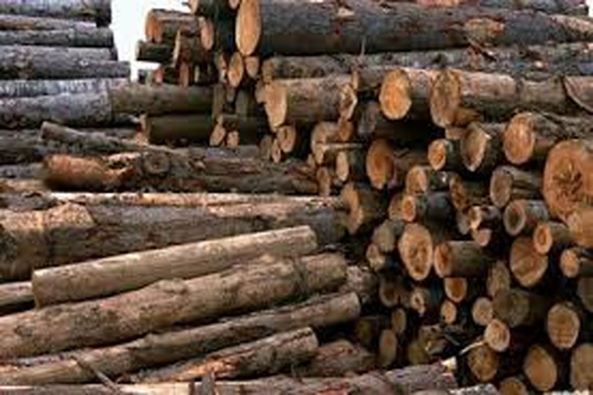 کشف ۹ تن چوب جنگلی قاچاق در آستانه اشرفیه