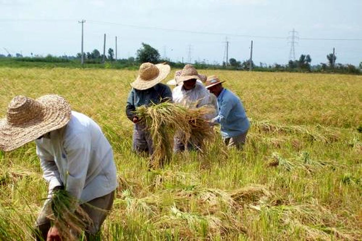 صندوق بیمه اجتماعی کشاورزان نقش مهمی در اشتغال فراگیر روستایی دارد