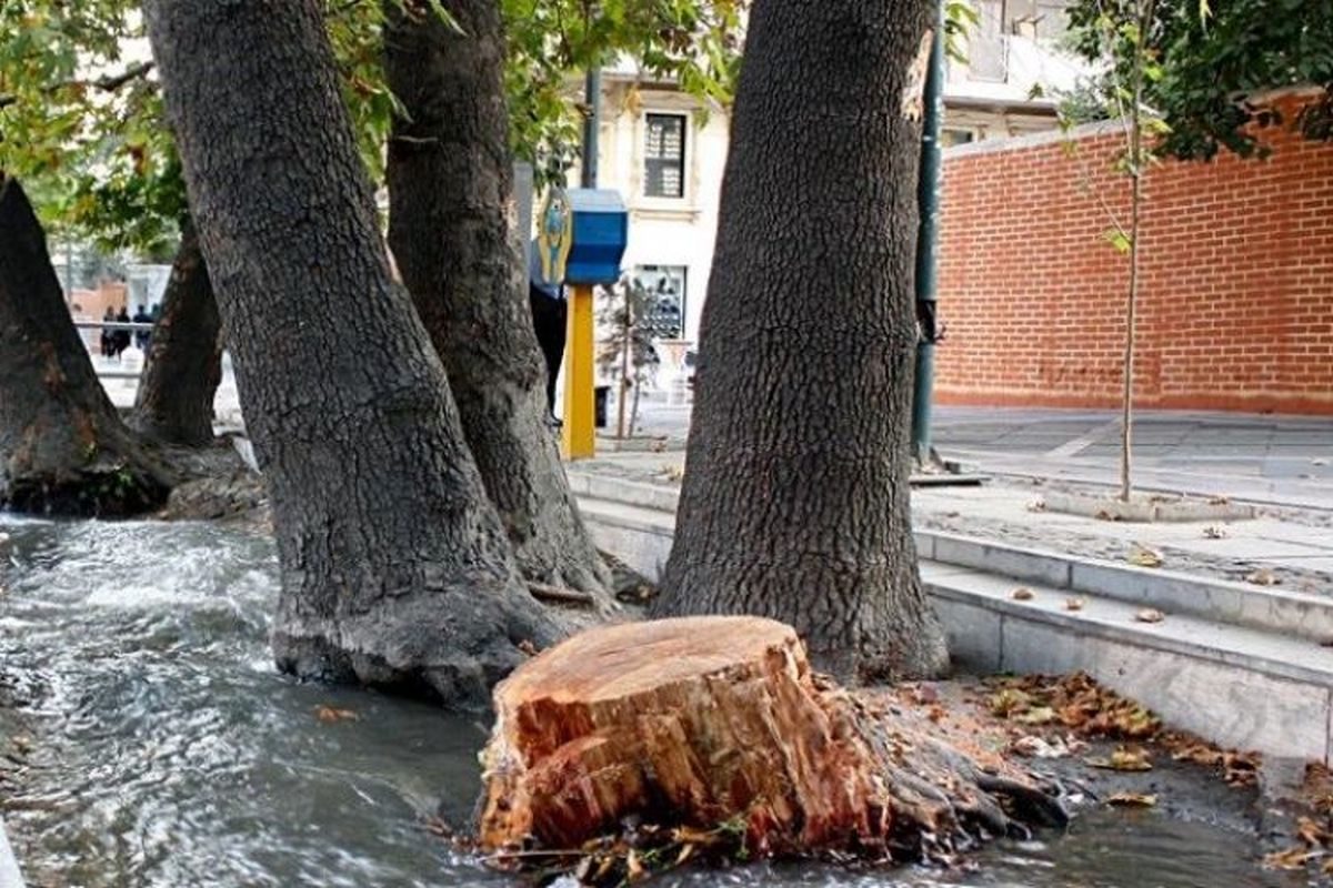 ساخت و سازها حیات درختان چنار خیابان ولیعصر را تهدید می کند