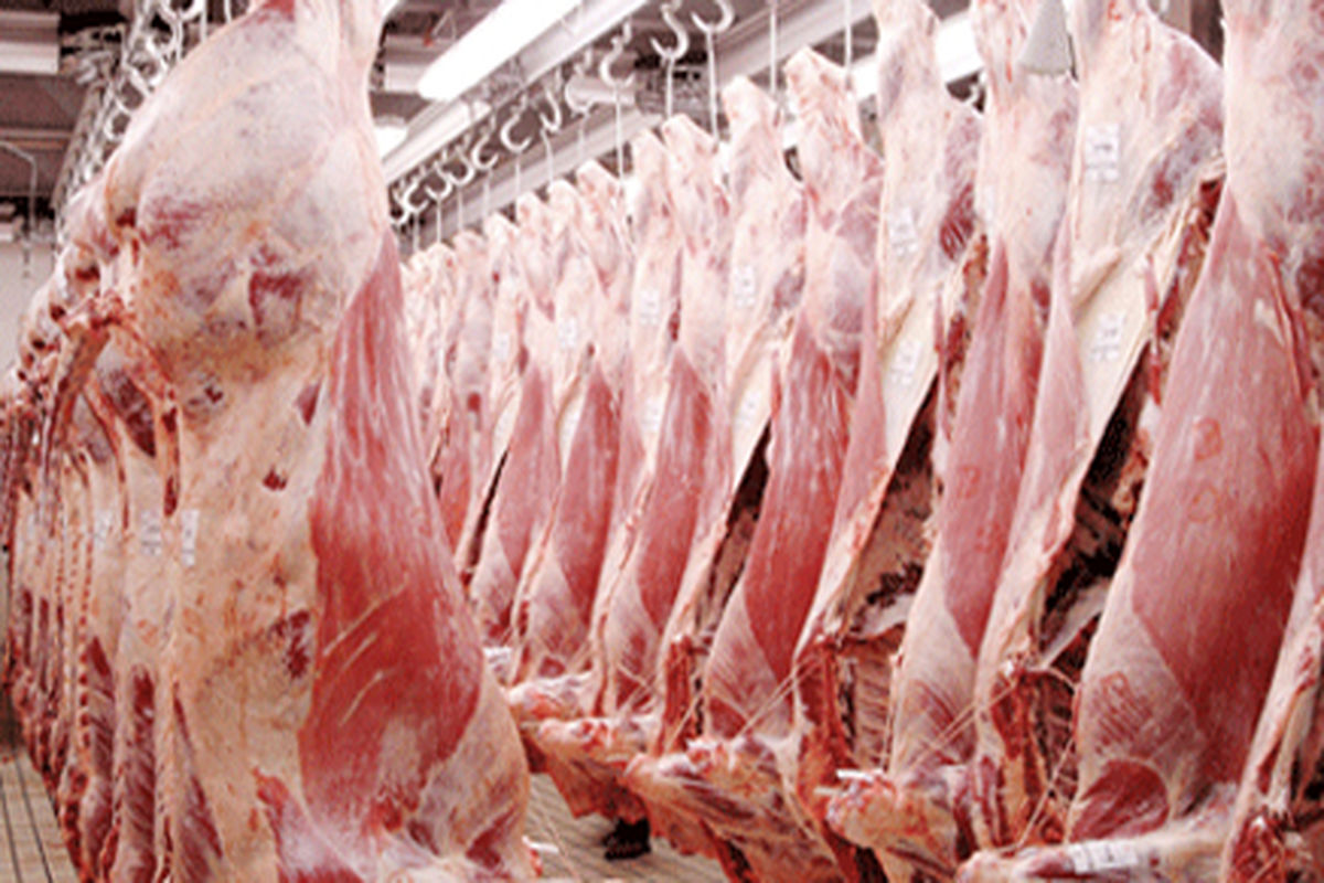 توزیع گوشت گرم وارداتی و مرغ منجمد در قم
