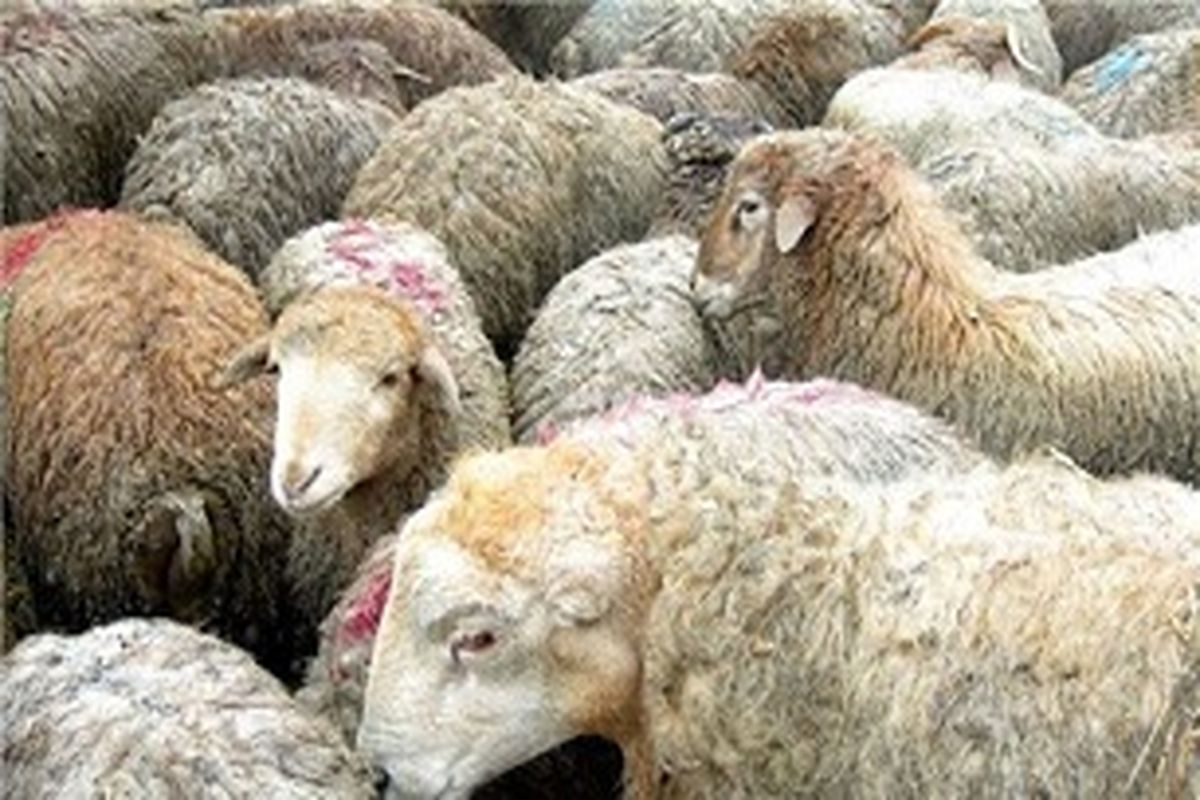 تلف شدن ۵۴ راس گوسفند در یک حادثه رانندگی