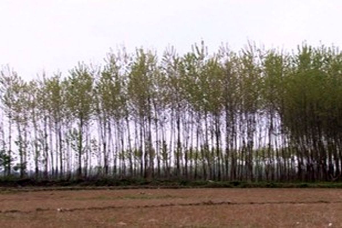 واگذاری زمین‌های ملی گیلان برای زراعت چوب