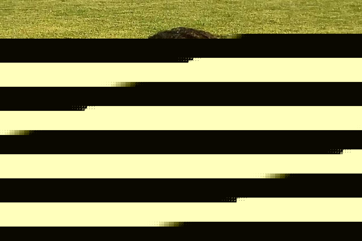 کسب امتیاز در قائمشهر کار هرتیمی نیست