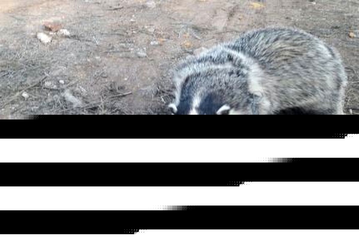 اطلاع رسانی شخص دلسوز حیات وحش ؛جان یک گورکن را نجات داد