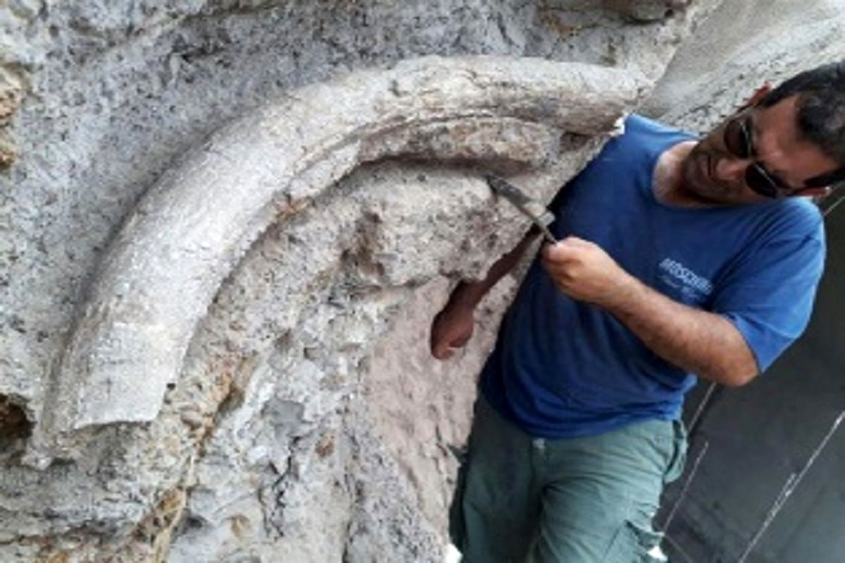 کشف فسیل ۲۰ میلیون ساله در استان