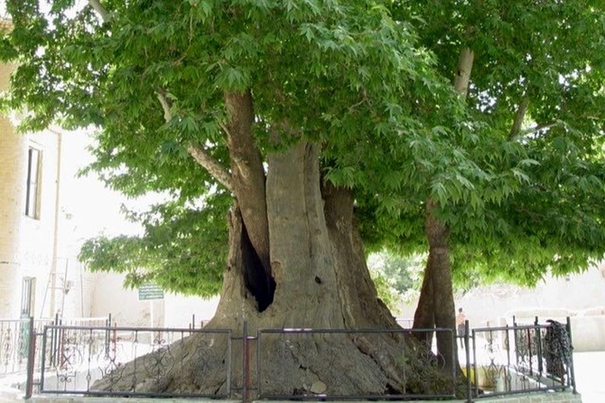 ثبت ملی ۳ درخت کهنسال در اورامانات کرمانشاه