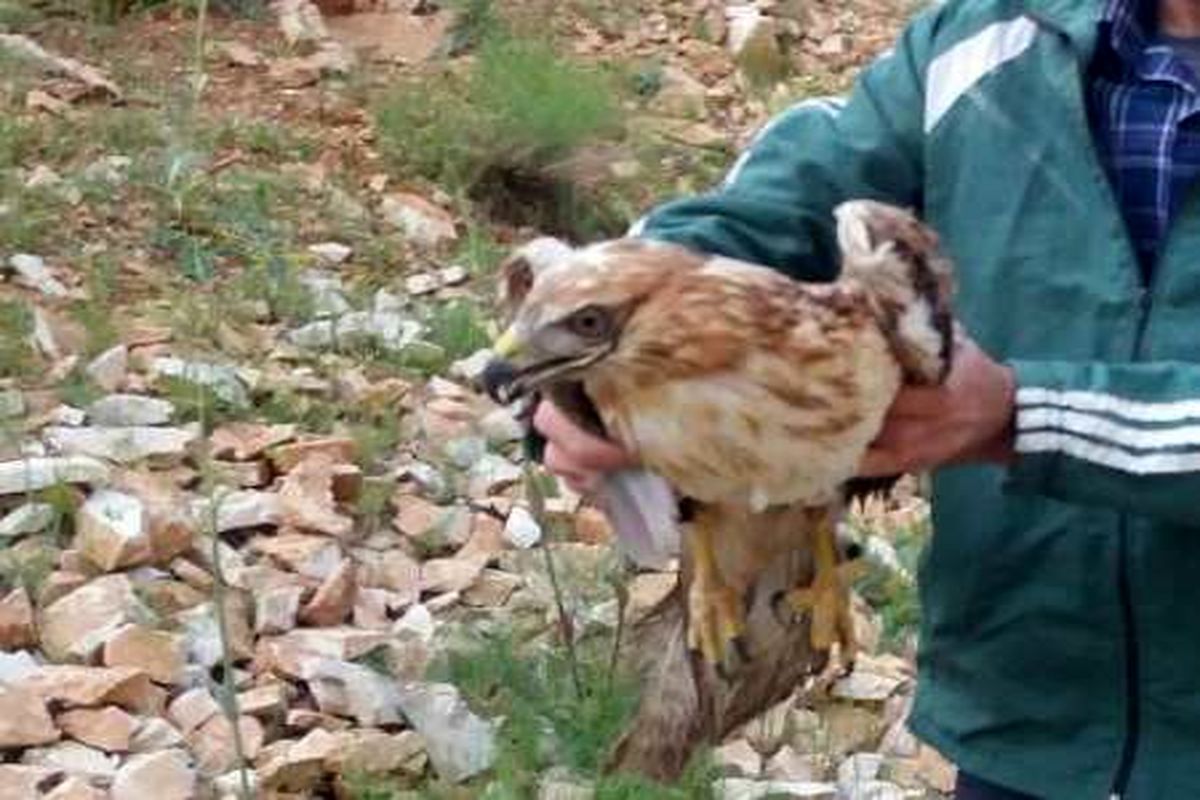 عقاب گرفتار در دست کلاغ‌ها نجات یافت