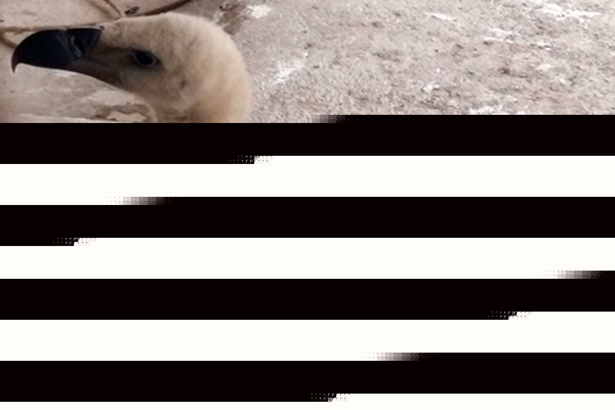 یک بهله کرکس  درصومعه سرا رهاسازی شد