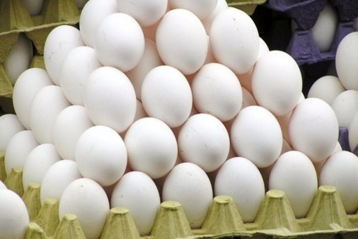 تولید ٦٧٤ هزار تن تخم مرغ خوراکی