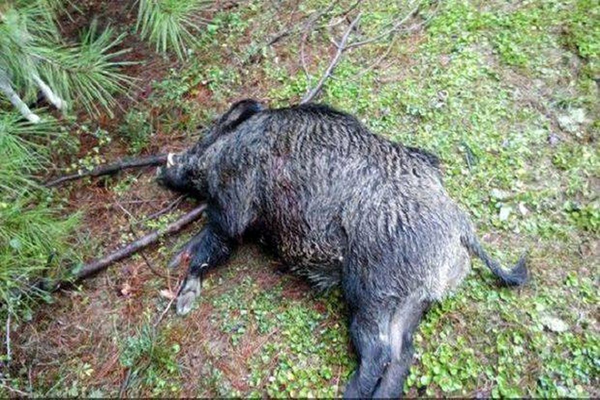 کشتار وحشیانه ۱۸ راس گراز وحشی در منطقه پیربازار رشت