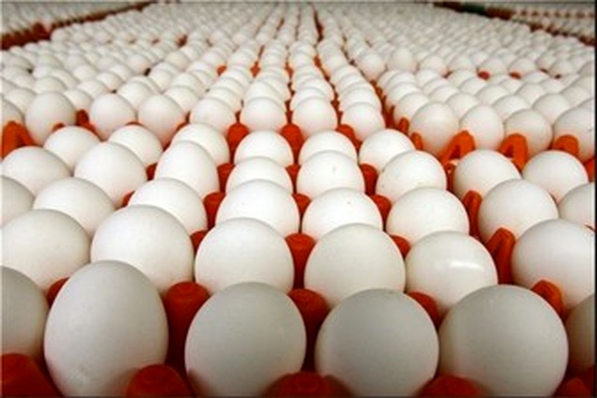 تولید ١٢٦ کیلو شیر و ١١ کیلو تخم‌مرغ به ازای هر ایرانی / تولید ١٥ درصد تخم‌مرغ در تهران