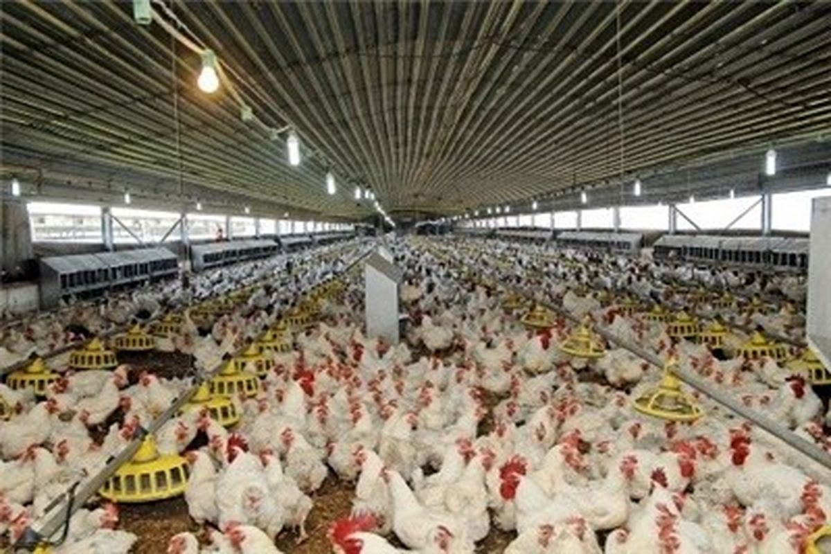 تولید بیش از ۹۵ هزار تن گوشت مرغ در کشتارگاه های طیور استان