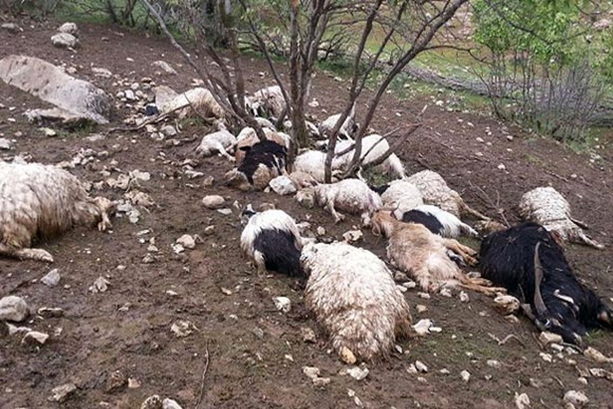 حمله گرگ ها به یک گله گوسفند در رضوانشهر
