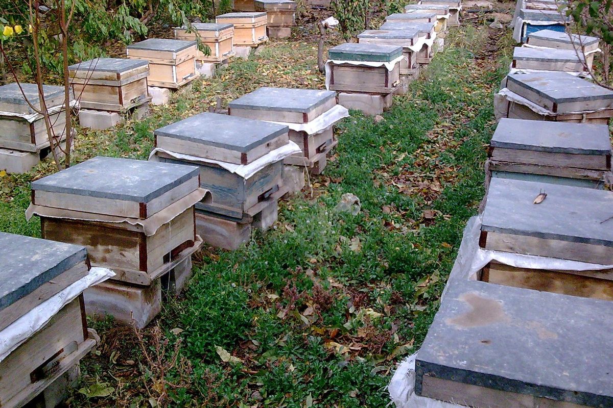 تولید سالیانه ۷۰۰تن عسل در زنبورستانهای شهرستان قزوین