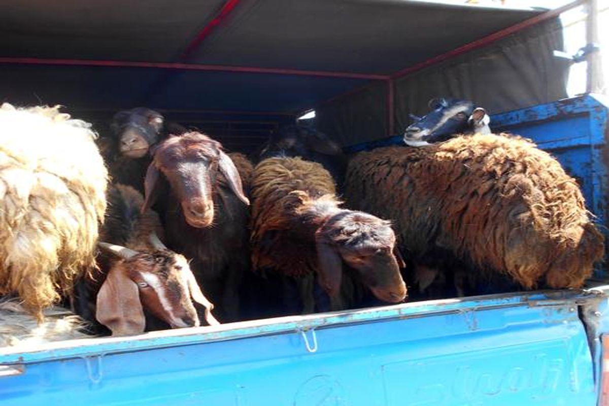 کشف ۳۰ راس گوسفند قاچاق در آستارا