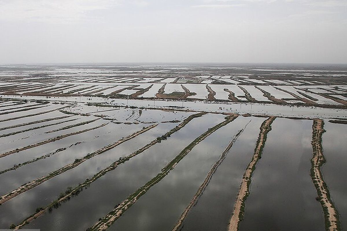 خسارت ۹۴۸ میلیارد تومانی سیلاب به بخش کشاورزی خوزستان/ توزیع بیش از ۷ هزارتن علوفه و سبوس بین دامداران