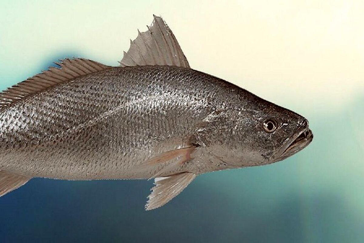 احداث بزرگترین مجتمع پرورش ماهی زینتی در قزوین