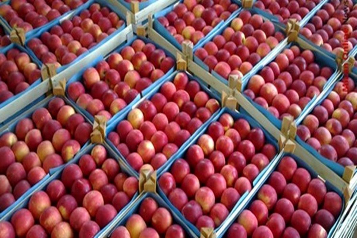شناسایی بازارهای جدید برای صادرات سیب جهت صادرات سیب آذربایجان غربی