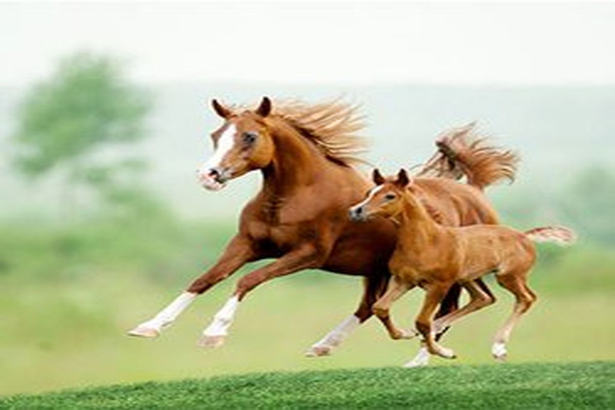 هیچ اسبی بدون شناسنامه ورزشی فدراسیون،  اجازه شرکت در مسابقات ملی(کشوری، استانی و شهرستانی ) را ندارد