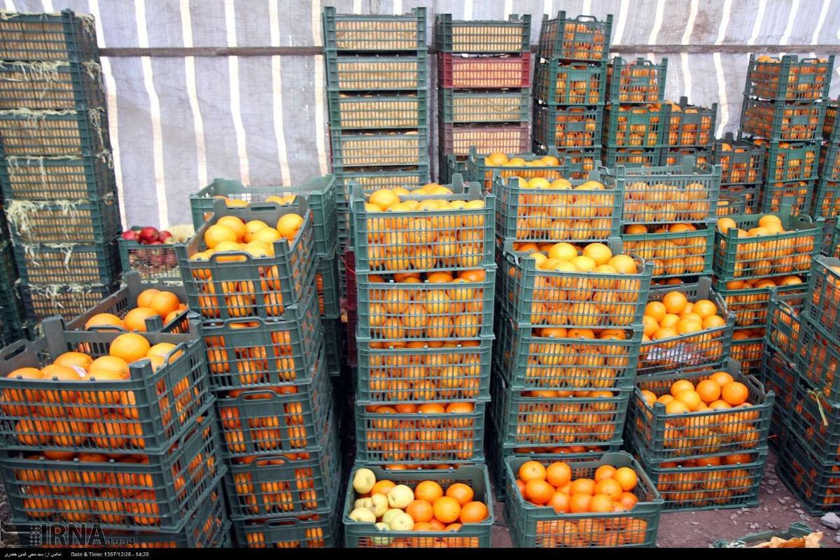یک‌هزار و ۸۰۰ تن میوه نوروزی در استان مرکزی ذخیره سازی شده است