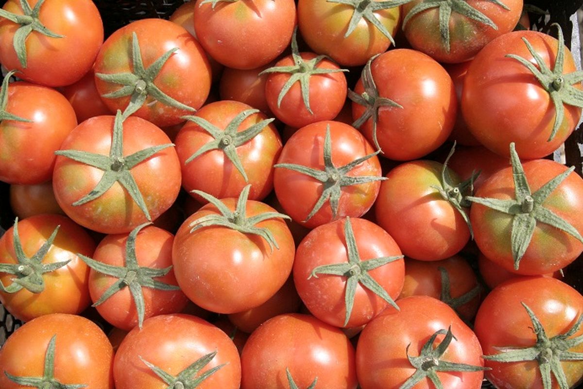 پیش بینی برداشت ۳۱۷ هزار تن گوجه فرنگی از مزارع میناب