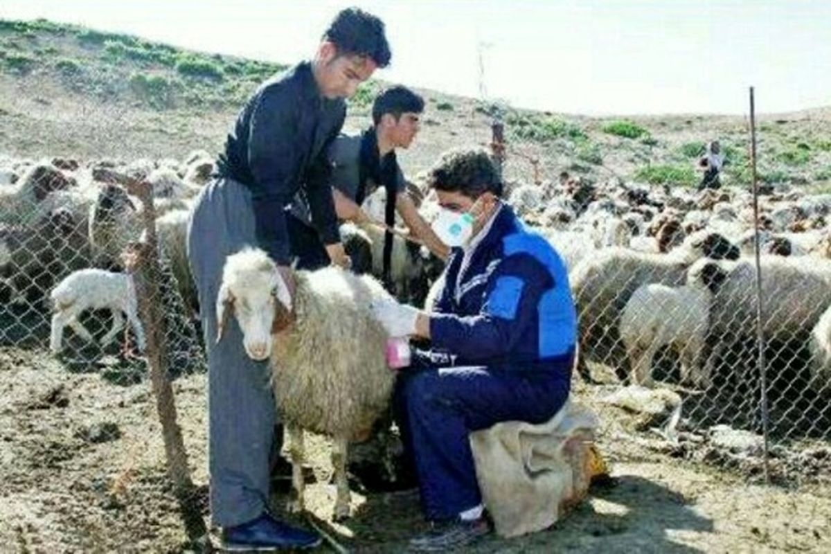 طرح مایه کوبی دام‌ها علیه بیماری تب برفی در کردستان انجام می‌شود