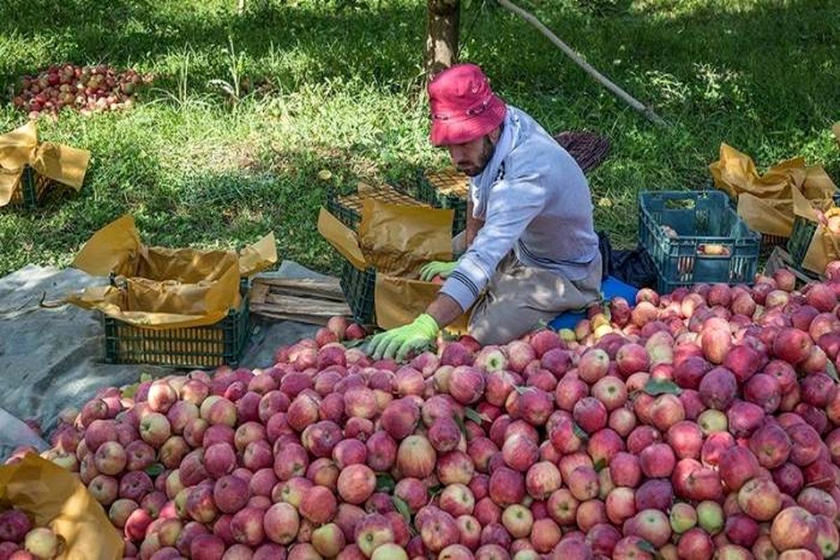 تولید بیش یک میلیون تن سیب در سال جاری در آذربایجان غربی