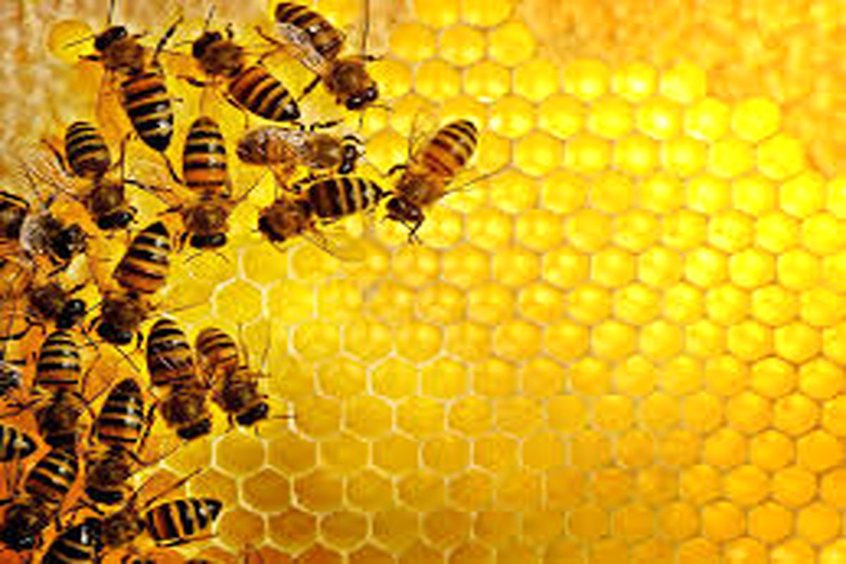 اعتماد بازار به تولید؛ مسئله مهم در پرورش و تولید عسل