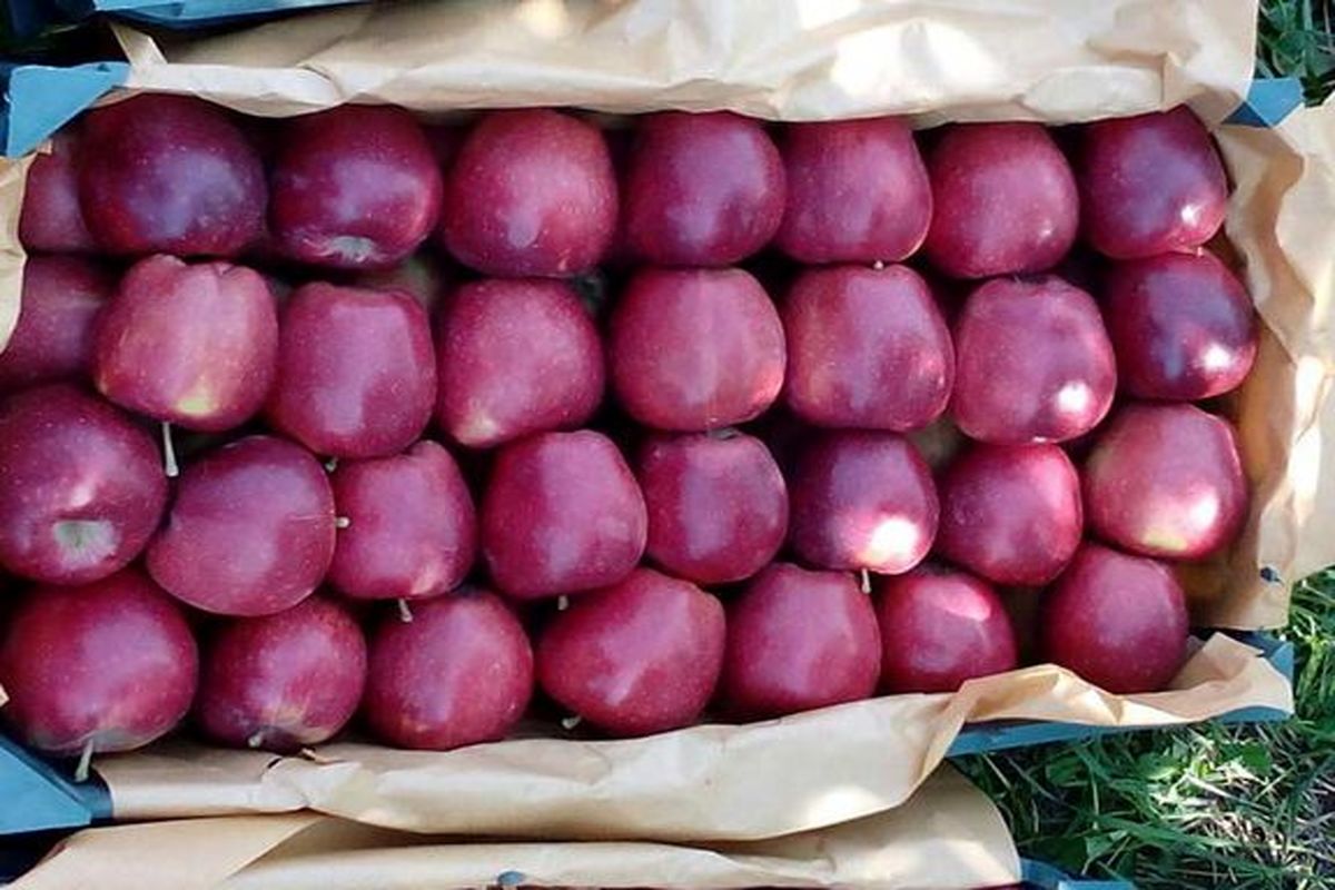 صادرات بیش از ۳۹ هزار تن سیب درختی از استان