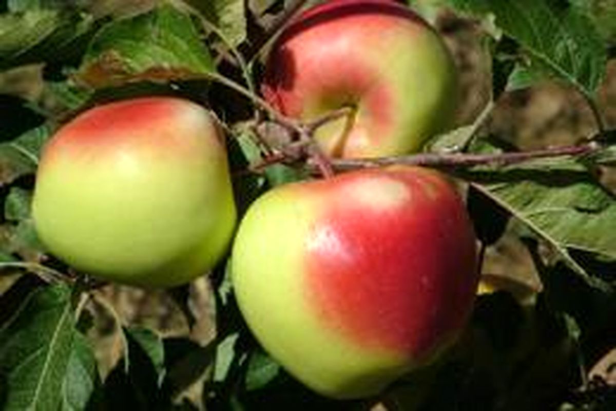 تعرفه صادراتی محصول سیب درختی و پرتقال افزایش نمی یابد