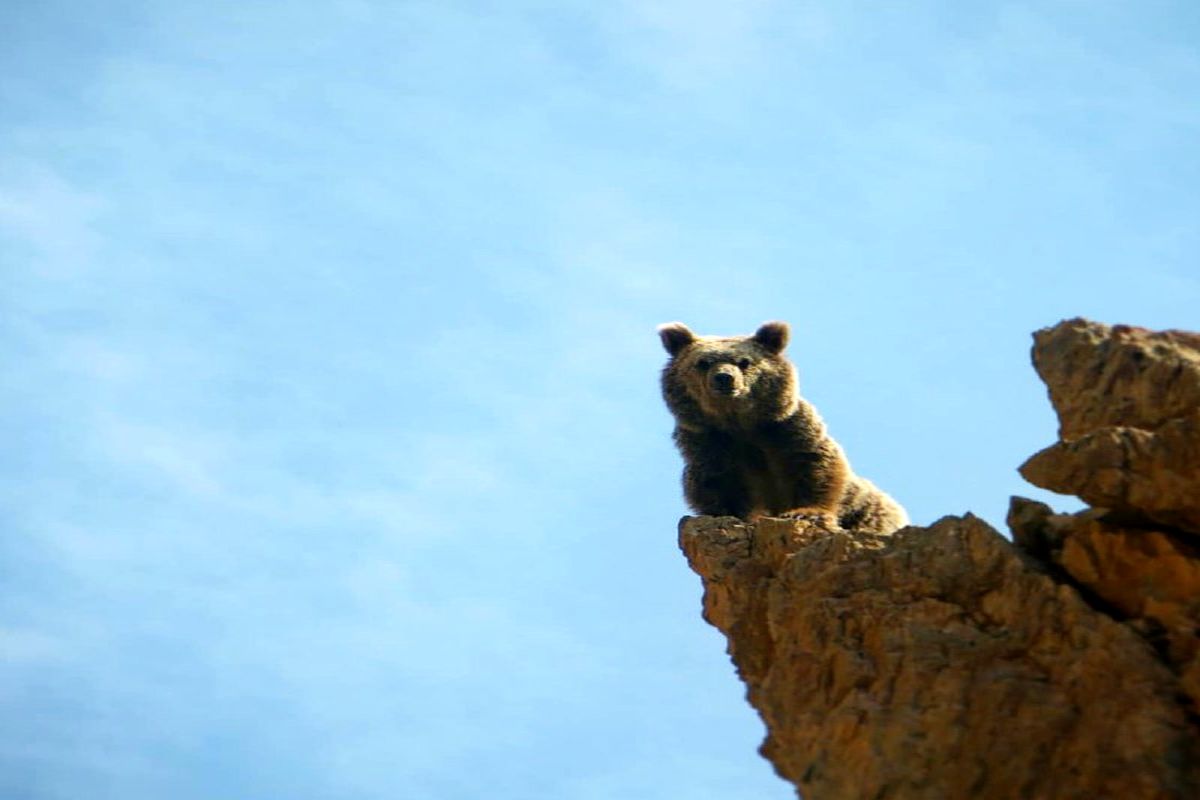 خرس قهوه‌ای در منطقه شکار ممنوع سوادکوه + عکس