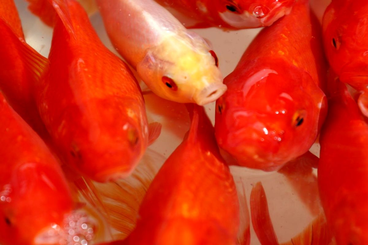 فروش ماهی قرمز ممنوع شود