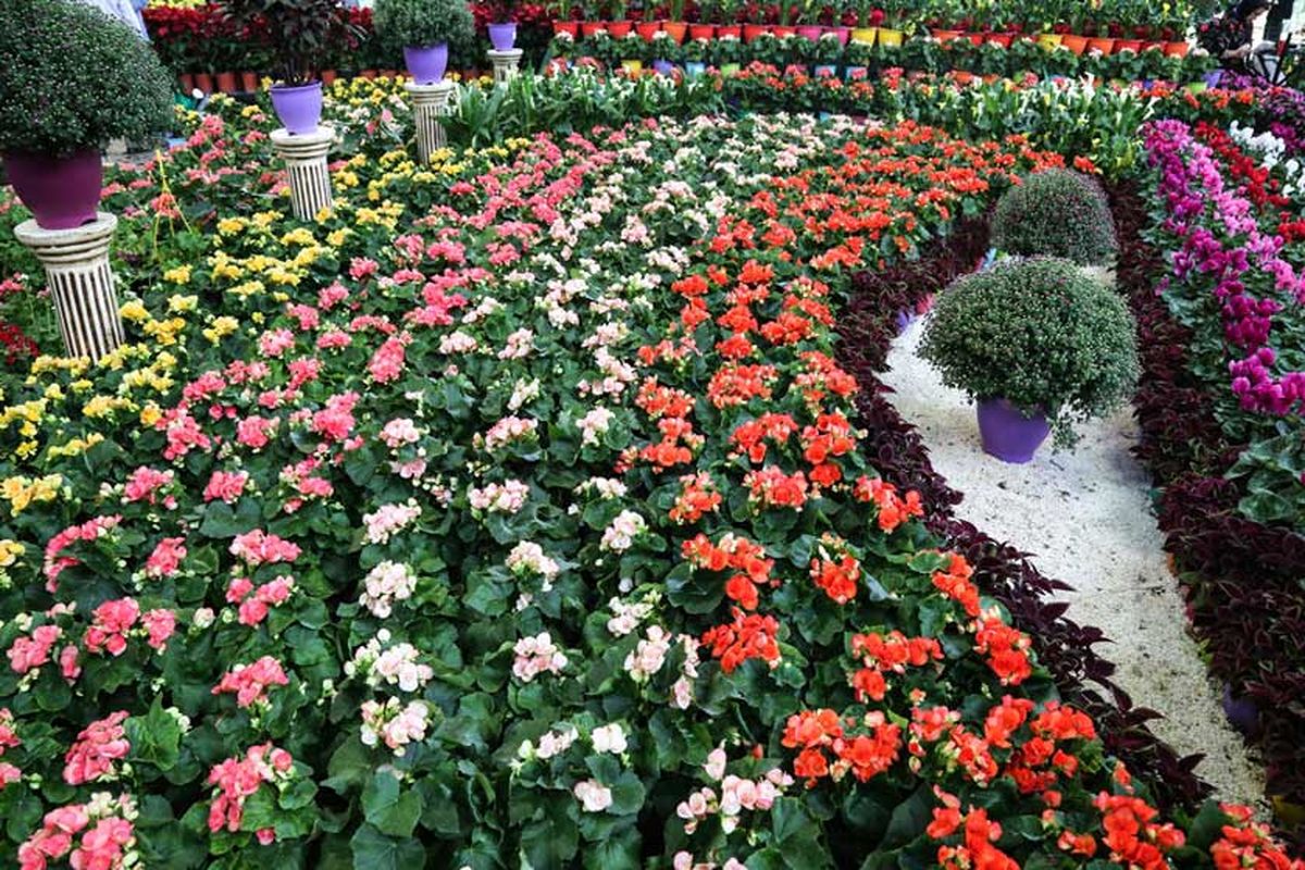 کرونا نمایشگاه گل و گیاه را در اراک لغو کرد