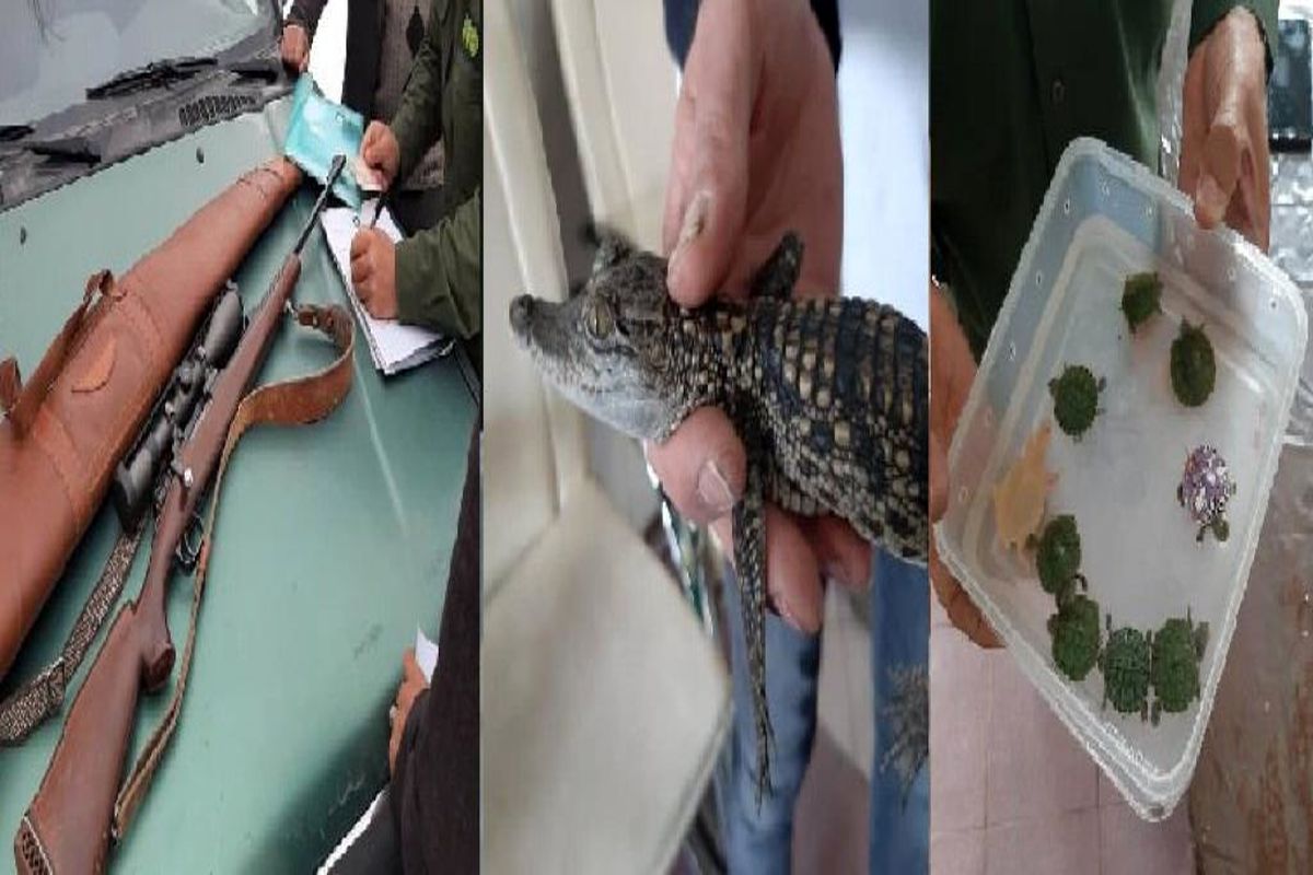 کشف تمساح در تهران/ تعدادی از گونه‌های کشف شده رهاسازی شد