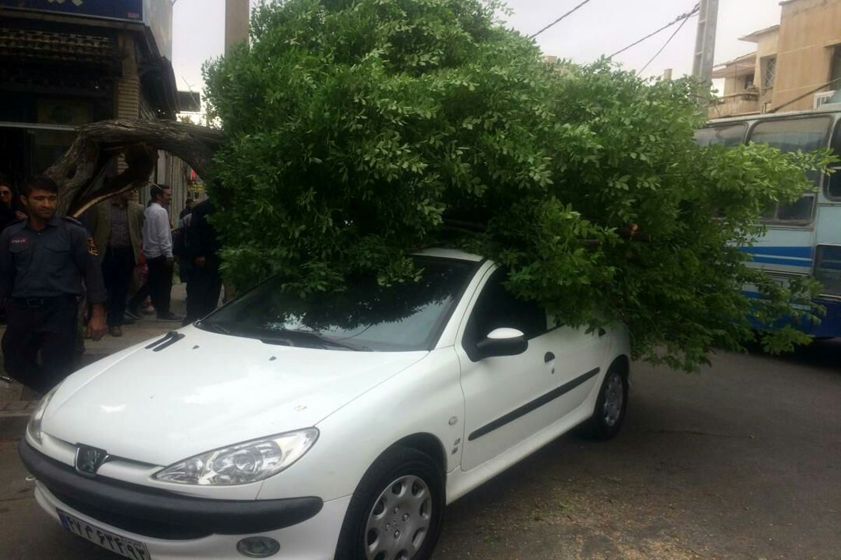 سقوط درخت روی خودرو در خیابان عبیر آمیز شیراز حادثه آفرید