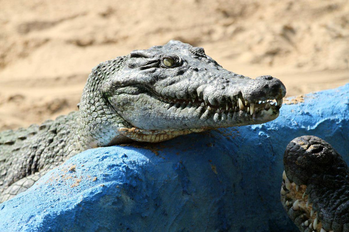 واحد پرورش کروکودیل ملایر پس از ماه رمضان راه اندازی می شود