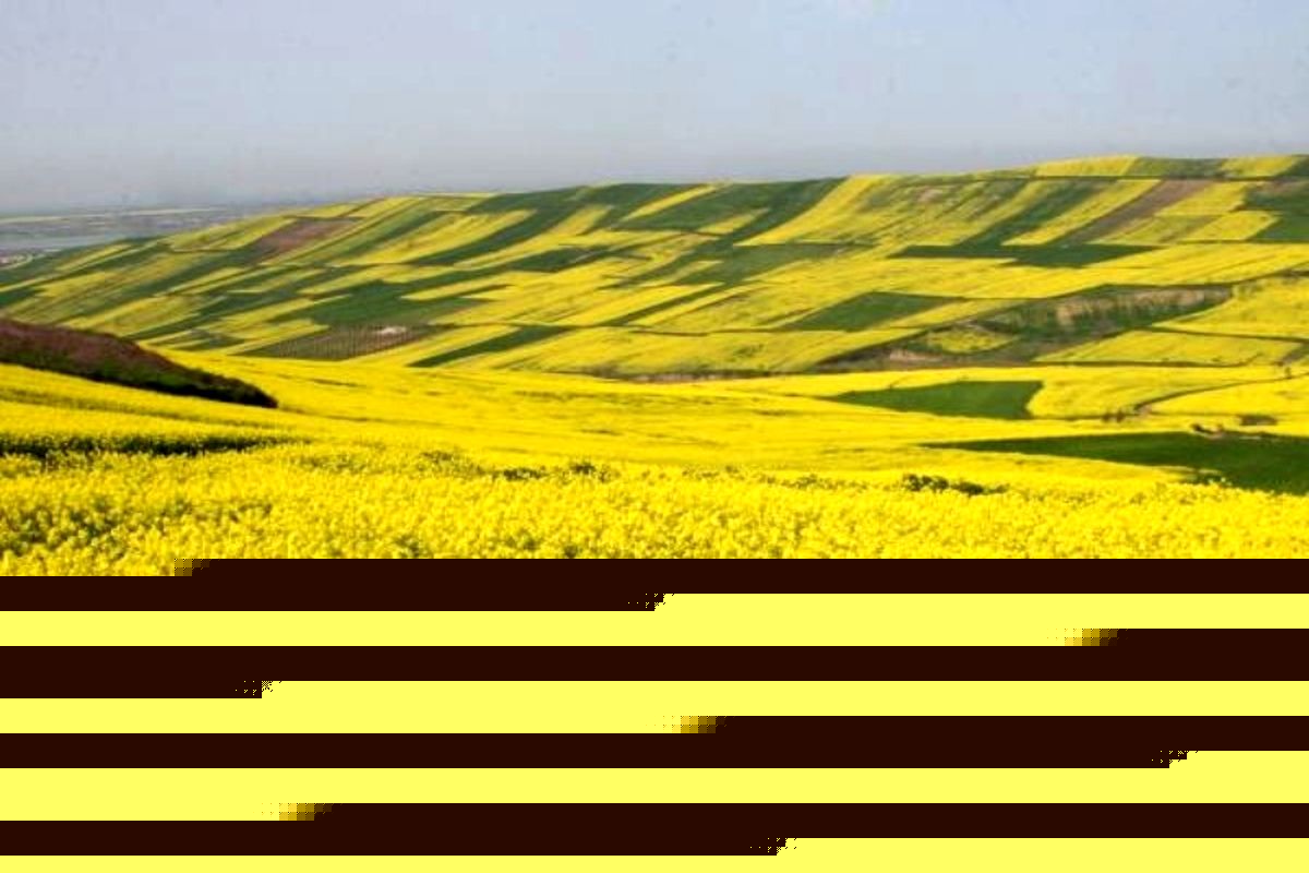 ثبت خرید بیش از ۱۹۲ تن کلزا در هندیجان