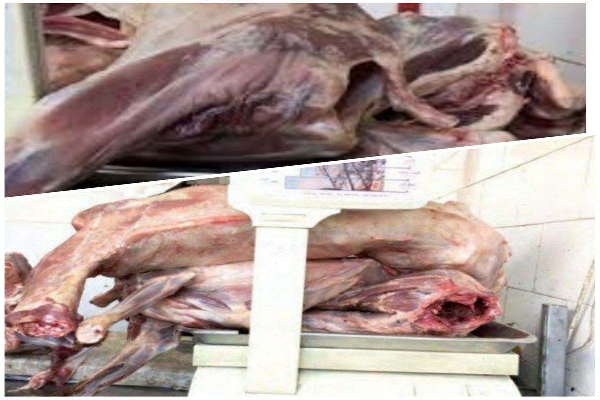 کشف ۵۰ کیلو فرآورده‌های دامی غیربهداشتی