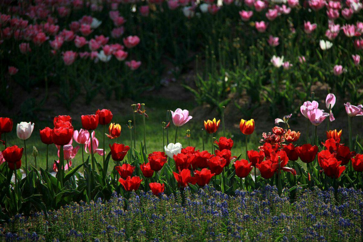 هفتمین جشنواره گل‌ها در گوللرباغی ارومیه برگزار خواهد شد