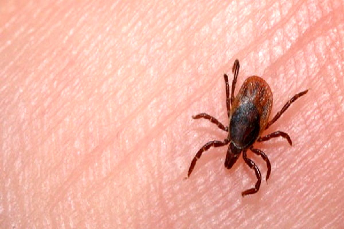 هشدار ‌نسبت به‌ افزایش خطر بیماری تب کریمه کنگو