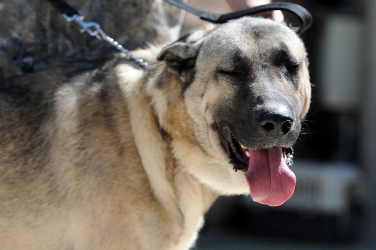 سگ گردانی در گرگان ممنوع شد/ متخلفان بازداشت خواهند شد