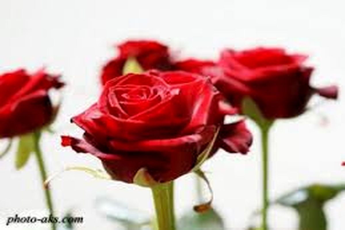 کاشت ۱۳۶ هزار بوته گل فصلی و دائمی در شهرداری منطقه ۴