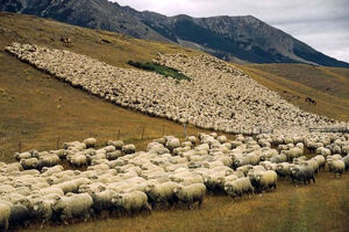 دام در استان سه برابر ظرفیت مراتع وجود دارد